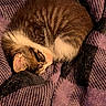 Charlie Goose is registered to the contest to win money with this photo: animal, black, blanket, cat, closeup, cozy, curled_up, cute, ear, fur, indoor, kitten, patterned, pet, purple, resting, sleeping, soft, tabby, whiskers