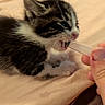 Charlie Goose is registered to the contest to win money with this photo: animal, baby, bed, blanket, cat, closeup, cute, domestic_animal, dropper, feeding, fur, hand, indoor, kitten, mammal, mouth_open, pet, resting, small, young