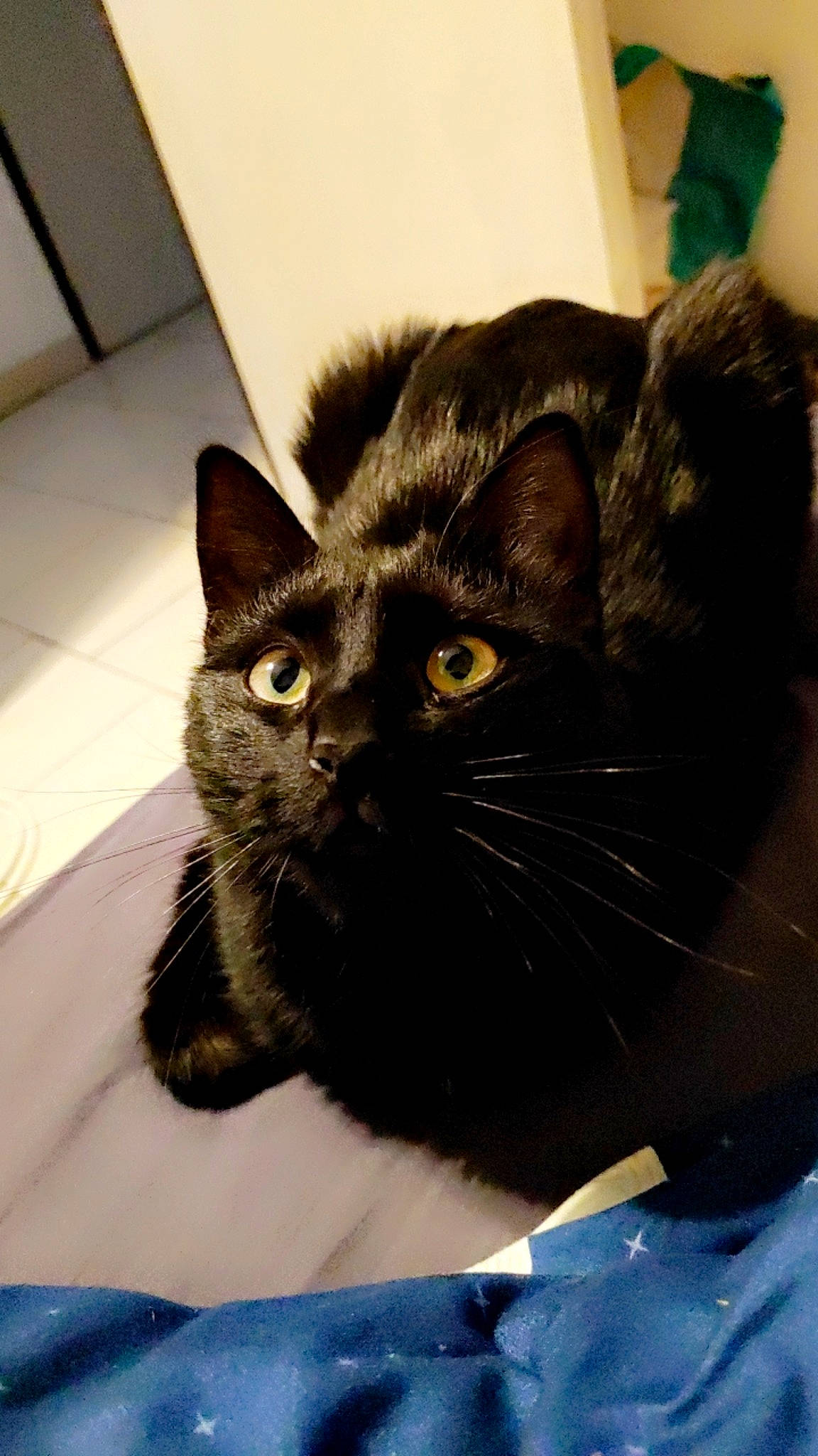 Swaïly participe au concours pour gagner de l'argent avec cette photo : carnivore, cat, comfort, domestic_short_haired_cat, electric_blue, eye, felidae, fur, hair, head, mammal, small_to_medium_sized_cats, snout, terrestrial_animal, vertebrate, whiskers