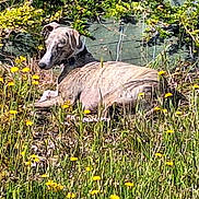 Ulcky a rejoint le concours — aidez-le/la à gagner de superbes lots ! dog, animal, meadow, flowers, yellow_flowers, grass, nature, outdoor, relaxed, sunlight, greenery, canine, laying_down, collar, peaceful, wildflowers, summer, field, daytime, fur