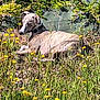 dog, animal, meadow, flowers, yellow_flowers, grass, nature, outdoor, relaxed, sunlight, greenery, canine, laying_down, collar, peaceful, wildflowers, summer, field, daytime, fur