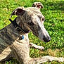 Ulcky a rejoint le concours — aidez-le/la à gagner de superbes lots ! dog, brindle, collar, outdoor, grass, sunlight, pet, canine, park, relaxing, nature, animal, muzzle, ears, tag, daylight, shade, tree, snout, quiet