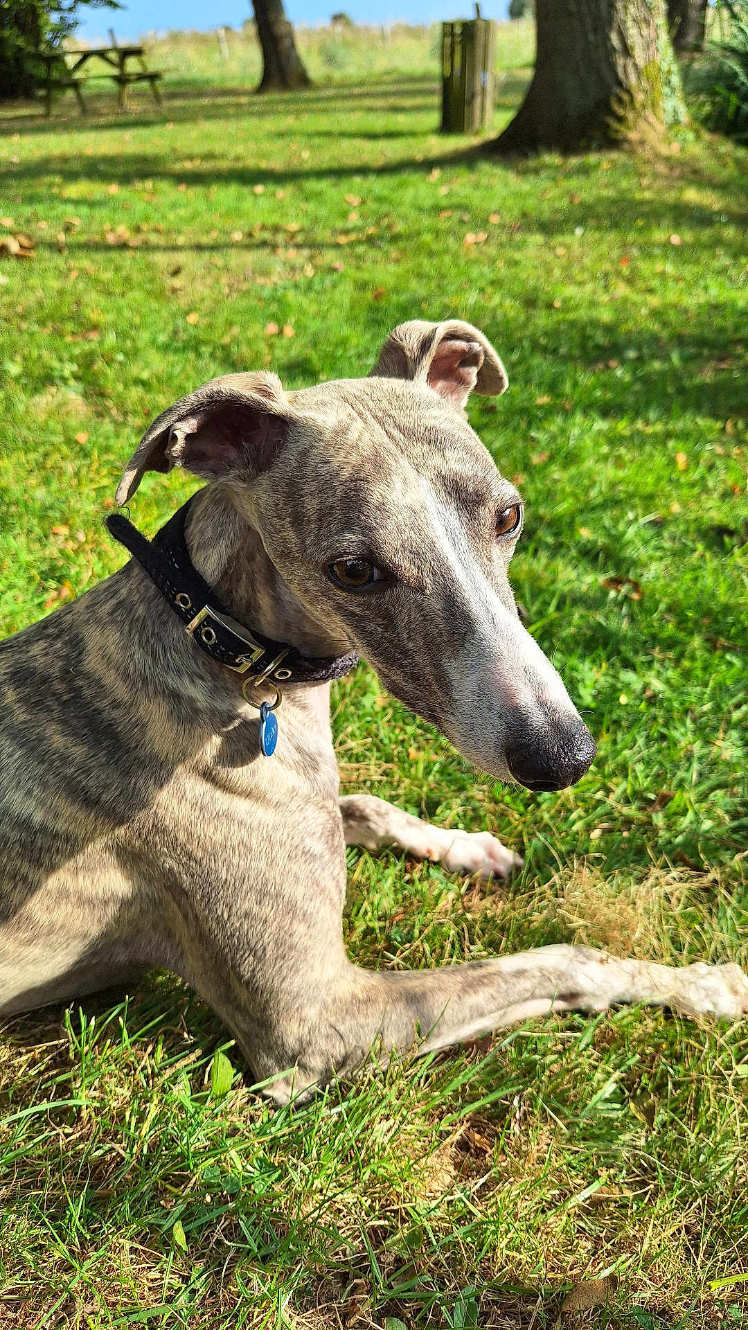 Ulcky a rejoint le concours — aidez-le/la à gagner de superbes lots ! dog, brindle, collar, outdoor, grass, sunlight, pet, canine, park, relaxing, nature, animal, muzzle, ears, tag, daylight, shade, tree, snout, quiet