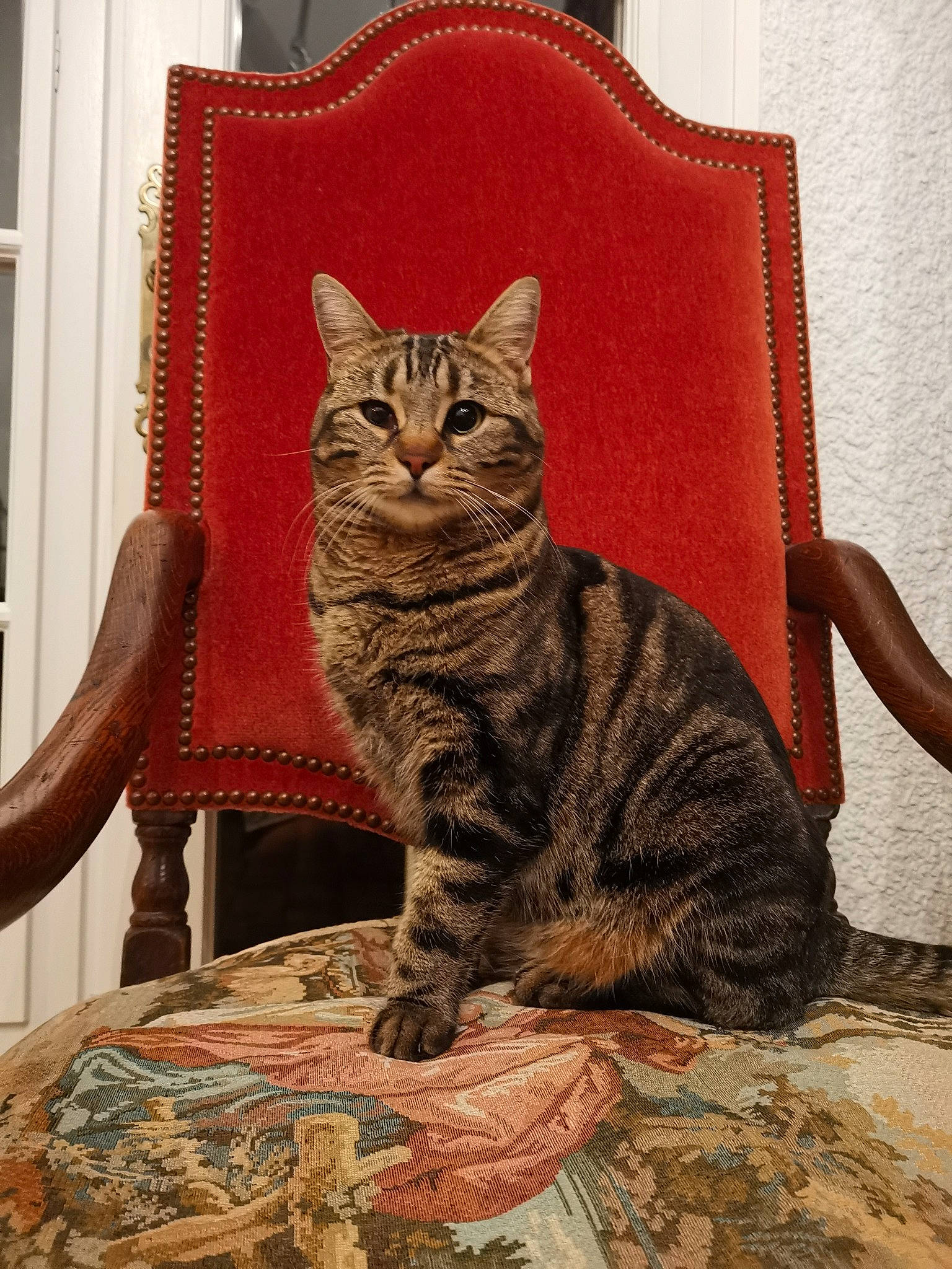 Athéna participe au concours pour gagner de l'argent avec cette photo : art, carnivore, cat, chair, comfort, domestic_short_haired_cat, fawn, felidae, flooring, fur, rectangle, sitting, small_to_medium_sized_cats, snout, tail, terrestrial_animal, textile, whiskers, window, wood