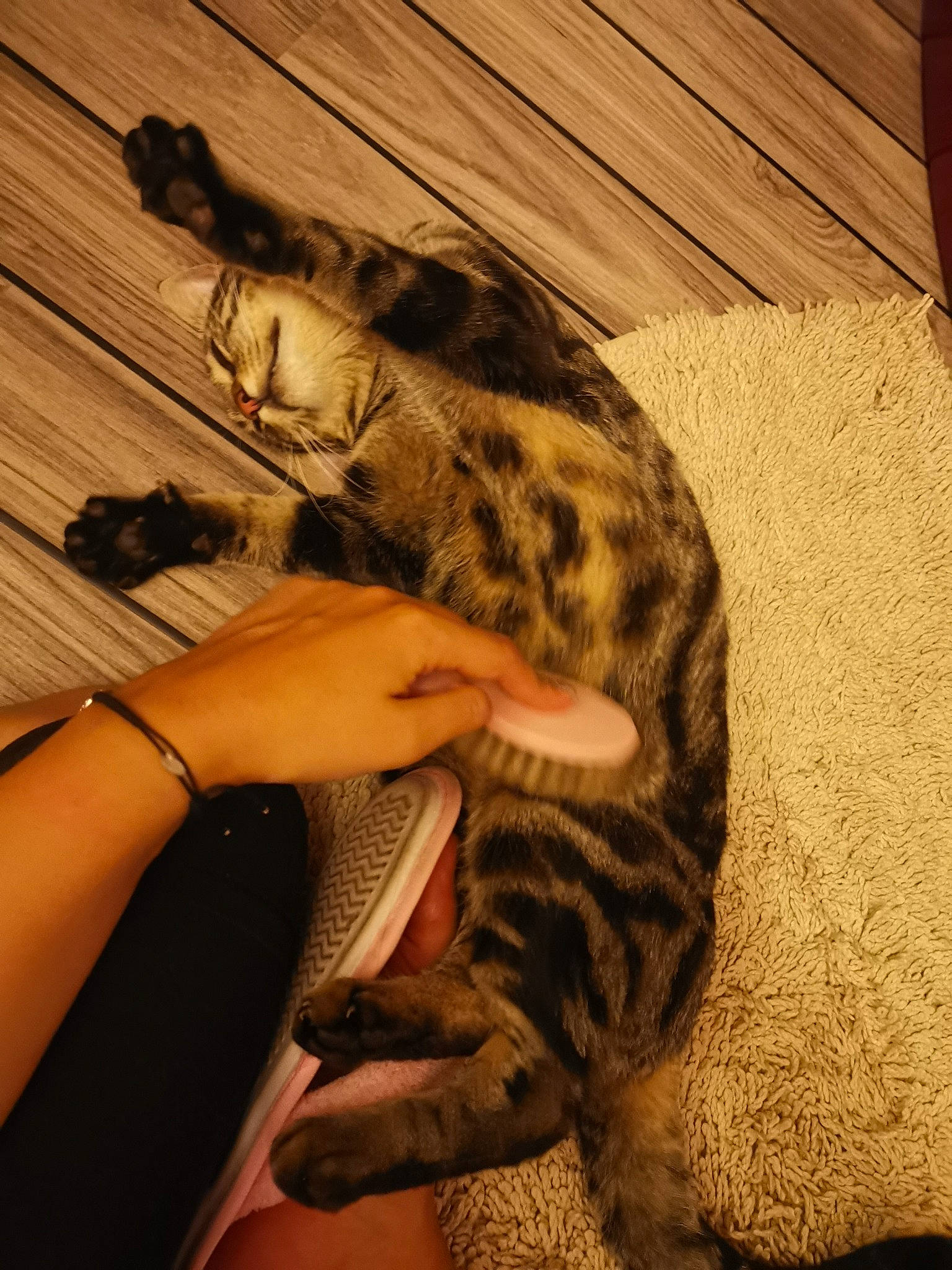 Athéna participe au concours pour gagner de l'argent avec cette photo : big_cats, carnivore, cat, comfort, domestic_short_haired_cat, fawn, felidae, fur, hardwood, head, human_leg, nail, small_to_medium_sized_cats, snout, tail, terrestrial_animal, whiskers, wildlife, wood, wrist