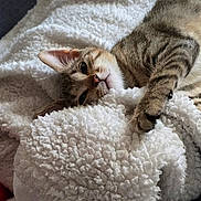 Créatine Et Whey a rejoint le concours — aidez-le/la à gagner de superbes lots ! cat, kitten, tabby, feline, pet, sleepy, relaxed, lying_down, fluffy_blanket, white_blanket, cozy, indoors, portrait, close_up, whiskers, ears, paws, striped_fur, cuddly, home