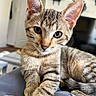 cat, kitten, tabby, striped_fur, large_ears, green_eyes, heterochromia, whiskers, pink_nose, paws, tail, sitting, lounging, indoor, portrait, close_up, pet, blue_fabric, home, alert