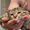 cat, tabby_cat, kitten, pet, animal, feline, whiskers, striped_fur, green_eyes, squinting, close_up, portrait, being_held, human_hand, indoors, home, adorable, funny_expression, cozy, photography