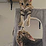 cat, kitten, two_cats, tabby, animal, pet, cat_tree, scratching_post, hanging, dangling, curious, adorable, large_eyes, paws, fur, striped_fur, indoor, home, portrait, playful