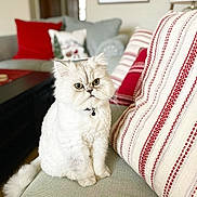 Oliver joined the competition — help win amazing prizes! cat, white_cat, fluffy, pet, indoor, couch, pillow, red_pillow, striped_pillow, furniture, home, cozy, animal, portrait, sitting, looking, cute, feline, decor, relaxing