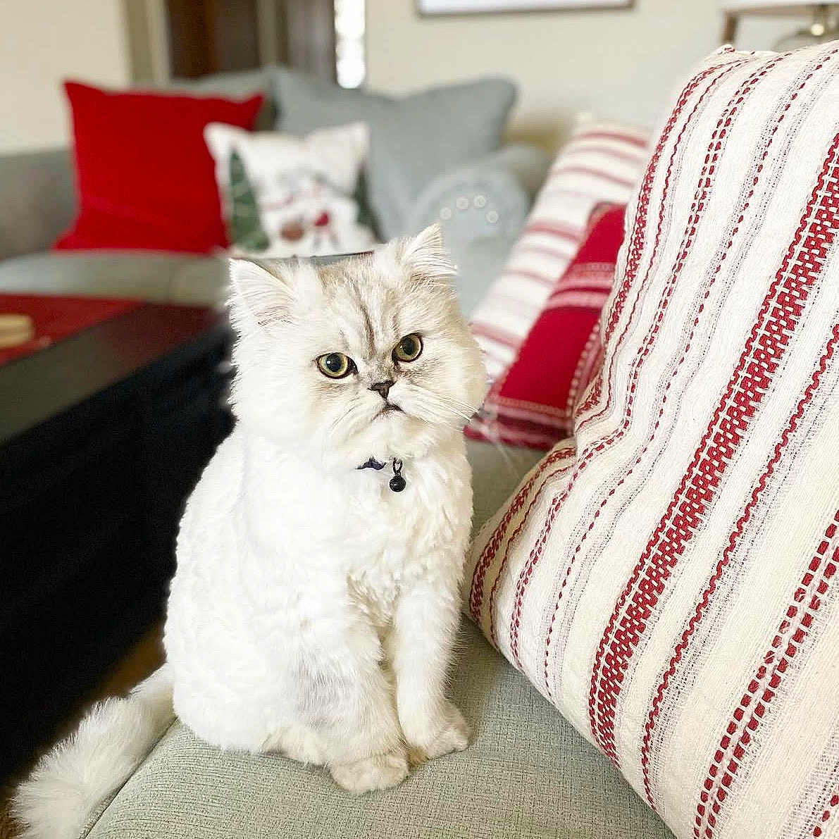 Oliver joined the competition — help win amazing prizes! cat, white_cat, fluffy, pet, indoor, couch, pillow, red_pillow, striped_pillow, furniture, home, cozy, animal, portrait, sitting, looking, cute, feline, decor, relaxing