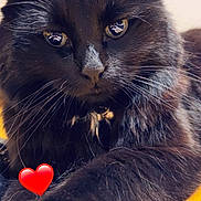 Salem joined the competition — help win amazing prizes! black_cat, cat, feline, fluffy, fur, whiskers, ears, eyes, nose, collar, close_up, portrait, indoor, pet, animal, black_fur, yellow_blanket, red_heart, dramatic_lighting, alert