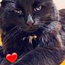 black_cat, cat, feline, fluffy, fur, whiskers, ears, eyes, nose, collar, close_up, portrait, indoor, pet, animal, black_fur, yellow_blanket, red_heart, dramatic_lighting, alert