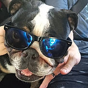 Cuddles is registered to the contest to win money with this photo: animal, black_and_white, car, casual, closeup, companion, cute, dog, face, friendly, fun, hand, indoor, person, pet, portrait, reflection, seatbelt, smiling, sunglasses