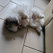 Arcane a rejoint le concours — aidez-le/la à gagner de superbes lots ! animal, black_fur, canine, couch, cute, dog, domestic_animal, floor, fluffy, fur, indoor, lying_down, paw, pet, puppy, relaxed, resting, small_dog, tile_floor, white_fur