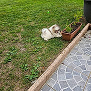 Arcane participe au concours pour gagner de l'argent avec cette photo : puppy, grass, flower_pot, garden, backyard, pet, dog, greenery, plant, outdoor, cute, small_dog, fur, nature, tile_floor, relaxing, young_dog, lawn, home, daylight