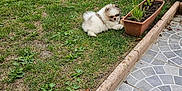Arcane participe au concours pour gagner de l'argent avec cette photo : backyard, cute, daylight, dog, flower_pot, fur, garden, grass, greenery, home, lawn, nature, outdoor, pet, plant, puppy, relaxing, small_dog, tile_floor, young_dog