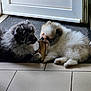 Arcane a rejoint le concours — aidez-le/la à gagner de superbes lots ! adorable, animal, bone, cute, dogs, door, fluffy, friendship, fur, indoor, interaction, mat, nose, paws, pet, playing, puppies, small, tile_floor, young
