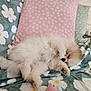 Arcane a rejoint le concours — aidez-le/la à gagner de superbes lots ! adorable, animal, blanket, comfort, couch, cozy, cute, dog, floral_pattern, fluffy, fur, home, indoor, pet, pillow, puppy, relaxation, resting, sleeping, small_dog
