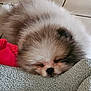 Arcane participe au concours pour gagner de l'argent avec cette photo : puppy, dog, sleeping, fluffy, blanket, toy, pink, yellow, cozy, resting, cute, pet, fur, indoors, floor, tile, soft, closeup, head, nose