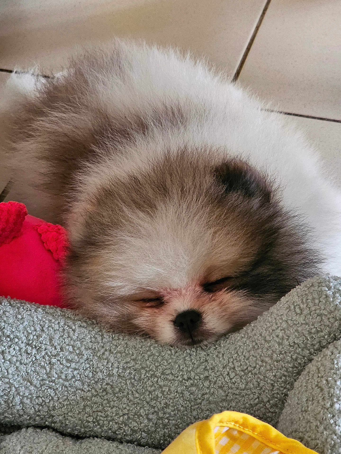Arcane participe au concours pour gagner de l'argent avec cette photo : puppy, dog, sleeping, fluffy, blanket, toy, pink, yellow, cozy, resting, cute, pet, fur, indoors, floor, tile, soft, closeup, head, nose