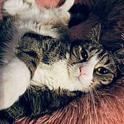 Nidalee a rejoint le concours — aidez-le/la à gagner de superbes lots ! cat, tabby_cat, pet, animal, fur, whiskers, relaxed, lying_down, pink_blanket, cozy, cute, indoor, soft_texture, close_up, sleepy, domestic_cat, mammal, face, paw, resting