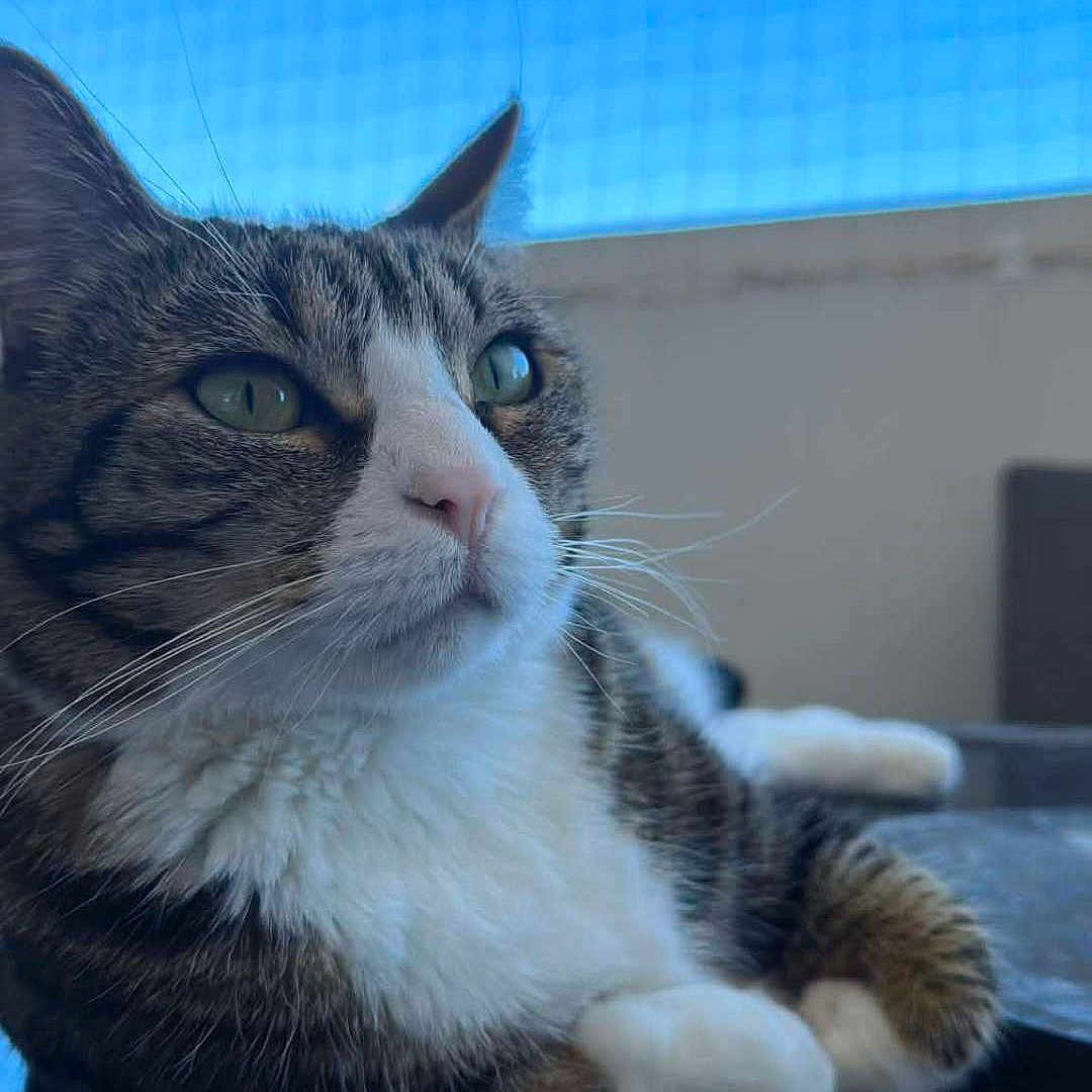 Nidalee a rejoint le concours — aidez-le/la à gagner de superbes lots ! cat, tabby, animal, pet, feline, outdoor, sky, reflection, whiskers, fur, relaxing, closeup, portrait, resting, window_screen, blue_sky, domestic_cat, paw, side_view, calm