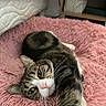 Nidalee a rejoint le concours — aidez-le/la à gagner de superbes lots ! cat, tabby, pet, animal, feline, bed, pink, fluffy, fur, whiskers, relaxed, indoor, cozy, mattress, furniture, basket, resting, curious, closeup, stretching