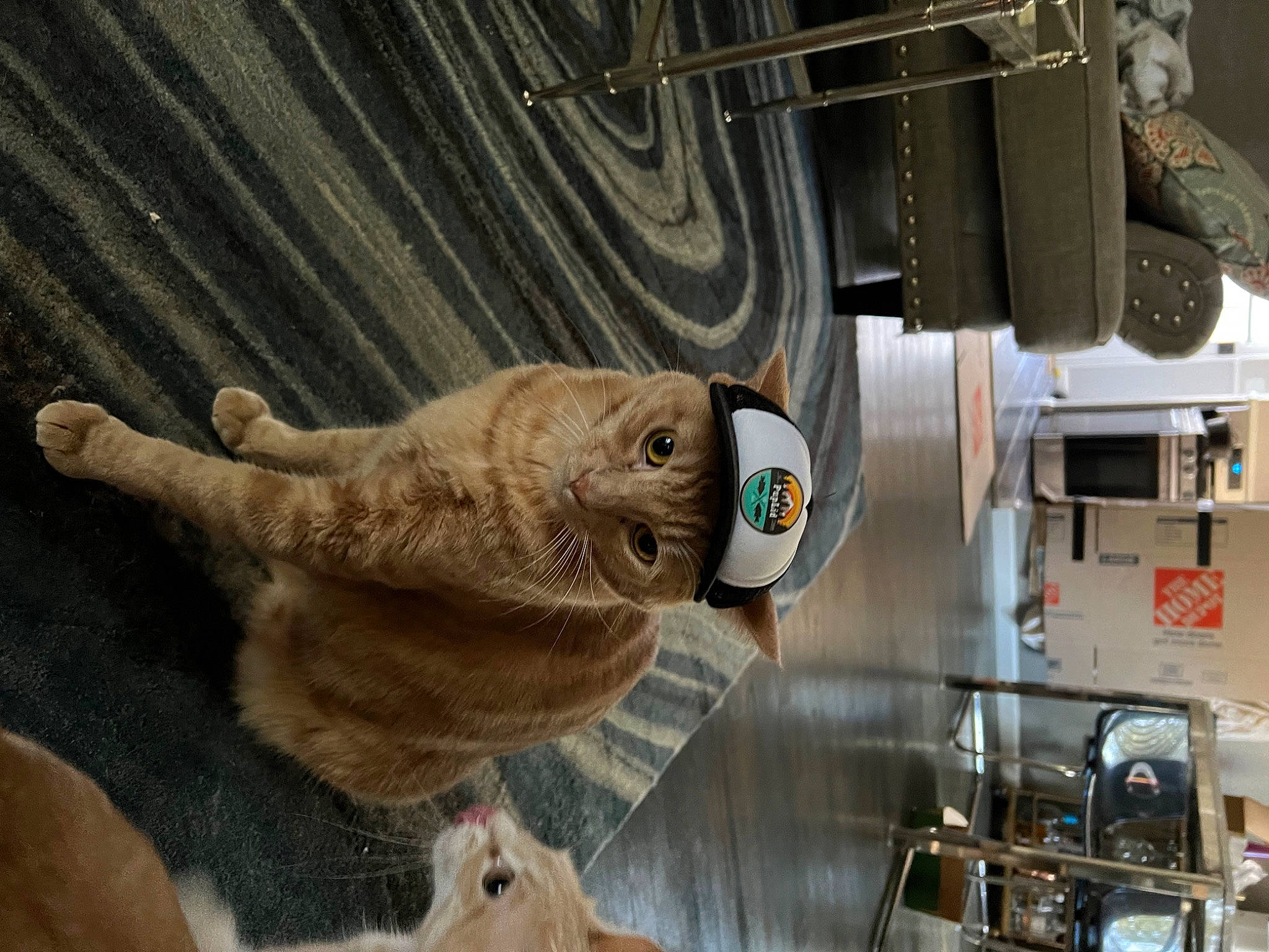 Alex joined the competition — help win amazing prizes! aerospace_engineering, artifact, auto_part, automotive_tire, engineering, fish, fur, gas, machine, machine_tool, motor_vehicle, stuffed_toy, wood, working_animal