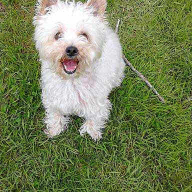 Chipie