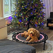 Chester joined the competition — help win amazing prizes! dog, trampoline, christmas_tree, lights, indoor, wooden_floor, window, curtains, rug, furniture, decorations, holiday, pet, relaxed, tongue_out, cozy, living_room, festive, greenery, home