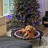 dog, trampoline, christmas_tree, lights, indoor, wooden_floor, window, curtains, rug, furniture, decorations, holiday, pet, relaxed, tongue_out, cozy, living_room, festive, greenery, home