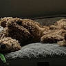 Chester joined the competition — help win amazing prizes! dog, brown, fluffy, lying_down, upside_down, bed, pet, cozy, indoor, relaxed, toy, plush_toy, sleepy, cute, fur, animal, companion, resting, canine, domestic