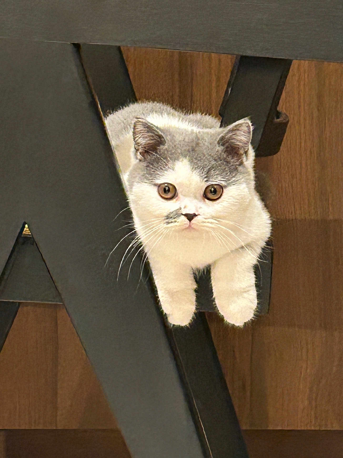 Archibald a rejoint le concours — aidez-le/la à gagner de superbes lots ! cat, gray_and_white, chair, wood, furniture, pet, curious, indoor, close_up, whiskers, paws, animal, cute, looking, domestic_cat, playful, resting, young_cat, feline, eyes
