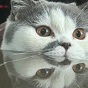 Archibald a rejoint le concours — aidez-le/la à gagner de superbes lots ! cat, reflection, close_up, brown_eyes, whiskers, curious, feline, gray_and_white, indoor, face, mirror, pet, animal, soft_fur, cute, portrait, looking, table_surface, still_life, calm