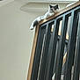 Archibald a rejoint le concours — aidez-le/la à gagner de superbes lots ! cat, indoor, railing, wood, black, lounging, pet, curious, fluffy, feline, resting, balcony, architecture, light, shadow, home, animal, relaxed, white, gray