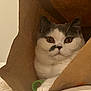 Archibald participe au concours pour gagner de l'argent avec cette photo : cat, paper_bag, indoor, white, gray, pet, animal, fur, paw, toy, yarn, curious, alert, cozy, closeup, whiskers, face, ears, brown, hideout