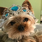 Endi participe au concours pour gagner de l'argent avec cette photo : dog, tiara, jewelry, pet, animal, cute, bed, fur, ears, nose, face, resting, indoor, closeup, portrait, fluffy, decor, green_wall, jewel, relaxed