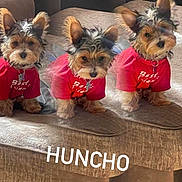 Huncho joined the competition — help win amazing prizes! animal, ball, canine, chihuahua, clothing, couch, cushion, dog, football, furniture, homedecor, indoors, interiordesign, pet, puppy, soccer, soccerball, t_shirt, terrier, whitedog