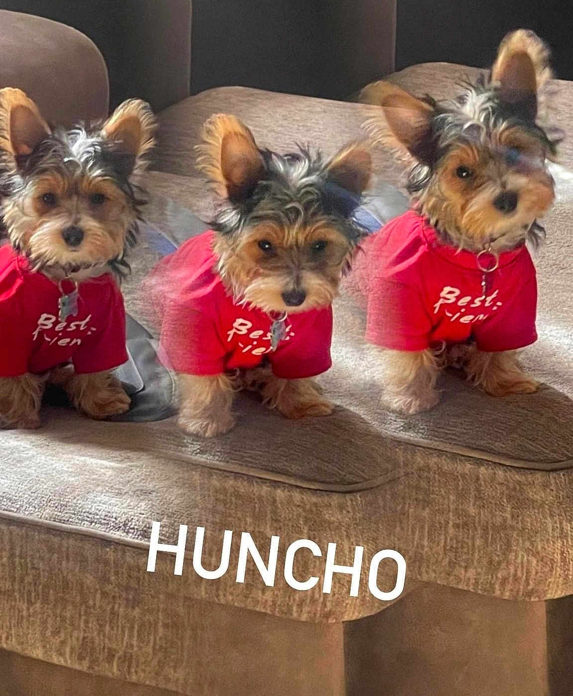 Huncho joined the competition — help win amazing prizes! animal, ball, canine, chihuahua, clothing, couch, cushion, dog, football, furniture, homedecor, indoors, interiordesign, pet, puppy, soccer, soccerball, t_shirt, terrier, whitedog