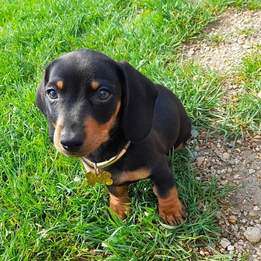 Calypsa participe au concours pour gagner de l'argent avec cette photo : alloywheel, animal, canine, car, carwheel, dog, grass, hound, lawn, machine, outdoors, person, pet, plant, puppy, spoke, tire, transportation, vehicle, wheel