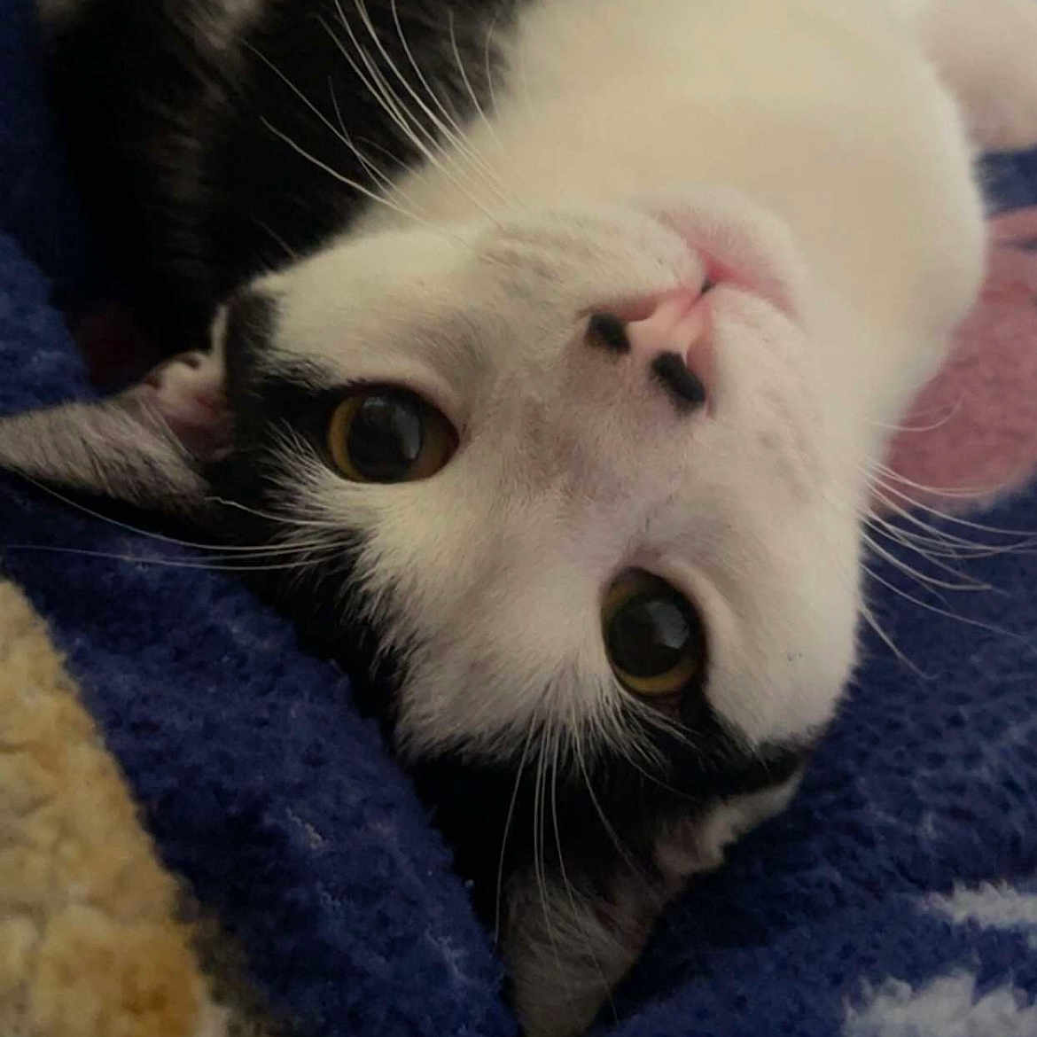 Kiki is registered to the contest to win money with this photo: animal, black_and_white, blanket, cat, close_up, cozy, cute, domestic_cat, ears, eyes, face, fur, indoor, lying_down, nose, pet, relaxed, sleepy, soft, whiskers