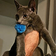 Angus a rejoint le concours — aidez-le/la à gagner de superbes lots ! animal, blue_toy, cat, close_up, doorway, fuzzy_toy, gray_cat, held_cat, home, human_arm, indoors, kitten, paws, pet, playful, pointed_ears, portrait, vertical_photo, whiskers, wide_eyes