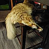 Milo Or My My joined the competition — help win amazing prizes! cat, fluffy_cat, long_hair, cream_fur, sleeping, relaxed, stretching, paw, claws, tail, chair, furniture, indoor, home, wood_floor, dark_background, lounging, pet, animal, funny_pose