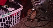 Milo Or My My is registered to the contest to win money with this photo: cat, kitten, orange_cat, pet, animal, indoors, floor, carpet, fan, floor_fan, laundry_basket, clothes, laundry, home, room, shadow, dim_lighting, crouching, curious, cute