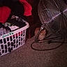 cat, kitten, orange_cat, pet, animal, indoors, floor, carpet, fan, floor_fan, laundry_basket, clothes, laundry, home, room, shadow, dim_lighting, crouching, curious, cute