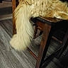 Milo Or My My joined the competition — help win amazing prizes! dog, fluffy_dog, cream_colored, long_hair, tail, fur, animal, pet, chair, wooden_chair, indoor, home, floor, flooring, furniture, seated, resting, closeup, photography, funny