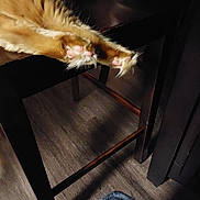 Milo Or My My is registered to the contest to win money with this photo: cat, orange_cat, fluffy, paws, paw_pads, pink_toebeans, fur, animal, pet, chair, wooden_floor, dark_furniture, blue_rug, indoor, low_light, close_up, funny_pose, relaxed, whiskers, cute