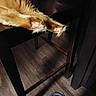 cat, orange_cat, fluffy, paws, paw_pads, pink_toebeans, fur, animal, pet, chair, wooden_floor, dark_furniture, blue_rug, indoor, low_light, close_up, funny_pose, relaxed, whiskers, cute