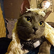 Moonshine is registered to the contest to win money with this photo: cat, gray_cat, yellow_eyes, yarn, close_up, indoor, pet, whiskers, fur, animal, cute, domestic_cat, portrait, cozy, feline, curious, playful, soft_lighting, knitted, texture